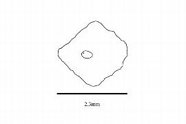  Embryo:  Boschniakia strobilacea ; Illustration by K. Parker, Kirkbride et al. (2006)
