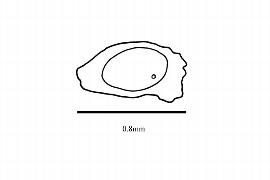  Embryo:  Christisonia thwaitesii ; Illustration by K. Parker, Kirkbride et al. (2006)
