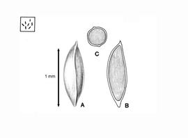   Seed, embryo:   Ottelia alismoides  (A, seed; B, embryo in situ; C, transection of seed); Illustration by L.E. Chandler from Gunn and Ritchie (1988) 
