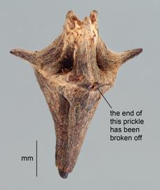   Fruit:   Oxygonum  sp.; Photo by D. Walters, USDA APHIS PPQ, imageID.idtools.org
