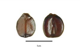  Seeds:  Panda oleosa ; Photo by R. Gibbons, USDA APHIS PPQ, Kirkbride et al. (2006)
