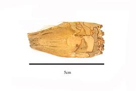   Fruit:   Pandanus furcatus ; Photo by R. Gibbons, USDA APHIS PPQ, Kirkbride et al. (2006) 
