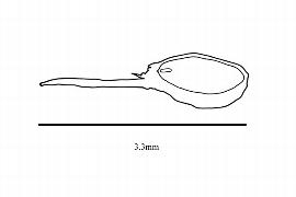   Embryo:   Pandanus affinis ; Illustration by K. Parker, Kirkbride et al. (2006) 
