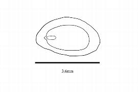   Embryo:   Sararanga philippinensis ; Illustration by K. Parker, Kirkbride et al. (2006) 
