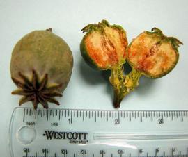   Fruits:   Papaver  sp.; Photo by N. Diaz, USDA APHIS PPQ, imageID.idtools.org
