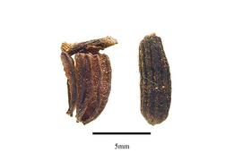  Fruit:  Paracryphia alticola ; Photo by R. Gibbons, USDA APHIS PPQ, Kirkbride et al. (2006)
