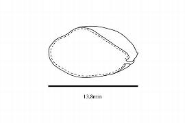  Embryo:  Dilkea  cf.; Illustration by K. Parker, Kirkbride et al. (2006)
