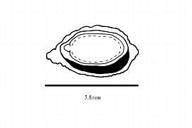  Embryo:  Hollrungia aurantioides ; Illustration by K. Parker, Kirkbride et al. (2006)
