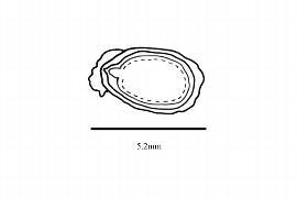  Embryo:  Paropsia pubescens ; Illustration by K. Parker, Kirkbride et al. (2006)
