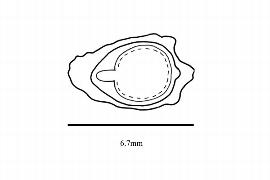  Embryo:  Passiflora ligularis ; Illustration by K. Parker, Kirkbride et al. (2006)
