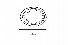  Embryo:  Passiflora pinnatistipula ; Illustration by K. Parker, Kirkbride et al. (2006)
