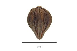  Fruit:  Pelliciera rhizophorae ; Photo by R. Gibbons, USDA APHIS PPQ, Kirkbride et al. (2006)
