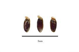  Seeds:  Penaea mucronata ; Photo by R. Gibbons, USDA APHIS PPQ, Kirkbride et al. (2006)
