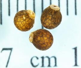   Seeds:   Perilla  sp.; Photo by N. Diaz, USDA APHIS PPQ, imageID.idtools.org
