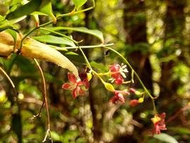   Inflorescence:   Petermannia cirrosa ; Photo by Lara Solyma, gbif.org
