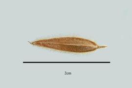  Fruit:  Alvaradoa amorphoides ; Photo by R. Gibbons, USDA APHIS PPQ, Kirkbride et al. (2006)
