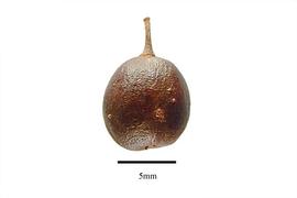  Fruit:  Picramnia pentandra ; Photo by R. Gibbons, USDA APHIS PPQ, Kirkbride et al. (2006)
