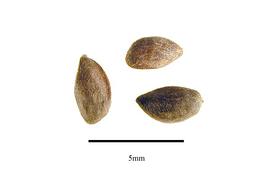  Seeds:  Picea koyamae ; Photo by R. Gibbons, USDA APHIS PPQ, Kirkbride et al. (2006)
