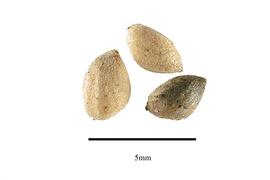  Seeds:  Pinus densiflora ; Photo by R. Gibbons, USDA APHIS PPQ, Kirkbride et al. (2006)
