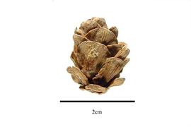  Cone:  Tsuga chinensis ; Photo by R. Gibbons, USDA APHIS PPQ, Kirkbride et al. (2006)
