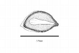  Embryo:  Larix laricina ; Illustration by K. Parker, Kirkbride et al. (2006)
