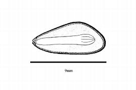  Embryo:  Pinus ponderosa ; Illustration by K. Parker, Kirkbride et al. (2006)
