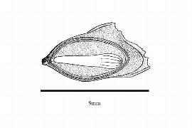  Embryo:  Pseudotsuga menziesii ; Illustration by K. Parker, Kirkbride et al. (2006)
