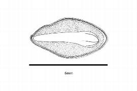  Embryo:  Tsuga mertensiana ; Illustration by K. Parker, Kirkbride et al. (2006)
