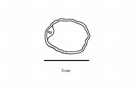  Embryo:  Lindeniopiper williamsii ; Illustration by K. Parker, Kirkbride et al. (2006)
