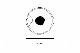  Embryo:  Piper nigrum ; Illustration by K. Parker, Kirkbride et al. (2006)
