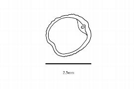  Embryo:  Sarcorhachis incurva ; Illustration by K. Parker, Kirkbride et al. (2006)
