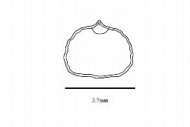  Embryo:  Zippelia begoniifolia ; Illustration by K. Parker, Kirkbride et al. (2006)
