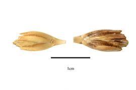   Florets:   Triticum aestivum  subsp.  spelta ; Photo by R. Gibbons, USDA APHIS PPQ, Kirkbride et al. (2006) 
