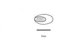   Embryo:   Moorochloa eruciformis ; Illustration by K. Parker, Kirkbride et al. (2006) 
