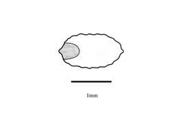   Embryo:   Eleusine coracana  subsp.  africana ; Illustration by K. Parker, Kirkbride et al. (2006) 
