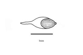   Embryo:   Pennisetum macrourum ; Illustration by K. Parker, Kirkbride et al. (2006) 
