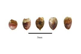  Seeds:  Phyllocladus toatoa ; Photo by R. Gibbons, USDA APHIS PPQ, Kirkbride et al. (2006)
