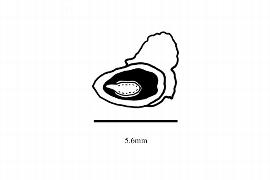  Embryo:  Dacrydium elatum ; Illustration by K. Parker, Kirkbride et al. (2006)
