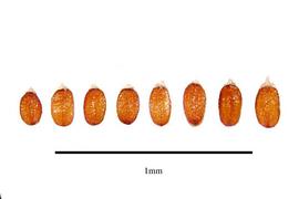  Seeds:  Mourera fluviatilis ; Photo by R. Gibbons, USDA APHIS PPQ, Kirkbride et al. (2006)
