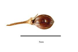  Fruit:  Weddellina squamulosa ; Photo by R. Gibbons, USDA APHIS PPQ, Kirkbride et al. (2006)
