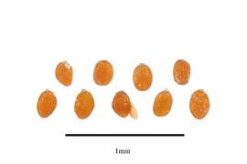  Seeds:  Weddellina squamulosa ; Photo by R. Gibbons, USDA APHIS PPQ, Kirkbride et al. (2006)
