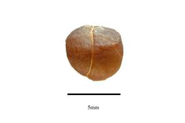  Seed:  Xanthophyllum excelsum ; Photo by R. Gibbons, USDA APHIS PPQ, Kirkbride et al. (2006)
