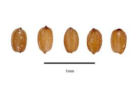   Seeds:   Monochoria vaginalis ; Photo by R. Gibbons, USDA APHIS PPQ, Kirkbride et al. (2006) 
