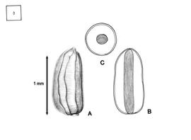   Seed, embryo:   Monochoria vaginalis  (A, seed; B, embryo in situ; C, transection of seed); Illustration by L.E. Chandler from Gunn and Ritchie (1988) 
