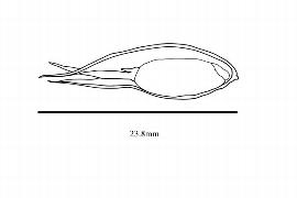   Embryo:   Posidonia australis ; Illustration by K. Parker, Kirkbride et al. (2006) 
