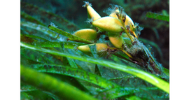   Fruits:   Posidonia australis ; Photo by D. Muirhead, gbif.org 
