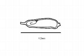   Embryo:   Lepilaena cylindrocarpa ; Illustration by K. Parker, Kirkbride et al. (2006) 
