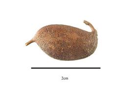 Proteaceae | Fruit and Seed Family ID