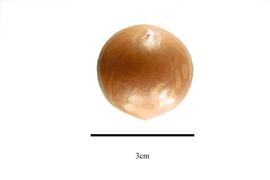  Fruit:  Macadamia ternifolia ; Photo by R. Gibbons, USDA APHIS PPQ, Kirkbride et al. (2006)
