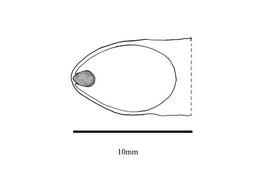  Embryo:  Hakea gibbosa ; Illustration by K. Parker, Kirkbride et al. (2006)
